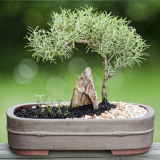 Bonsaje pro domácnost: funkce péče a 105+ útulných možností